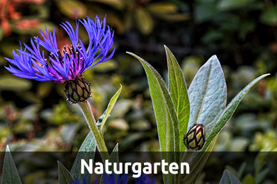 Naturgarten